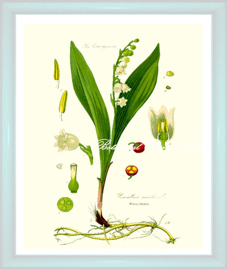 Botanical Print. Lily Of The Valley. Flower Print. Flower Art. | Etsy pertaining to Lily Of The Valley Botanical Drawing