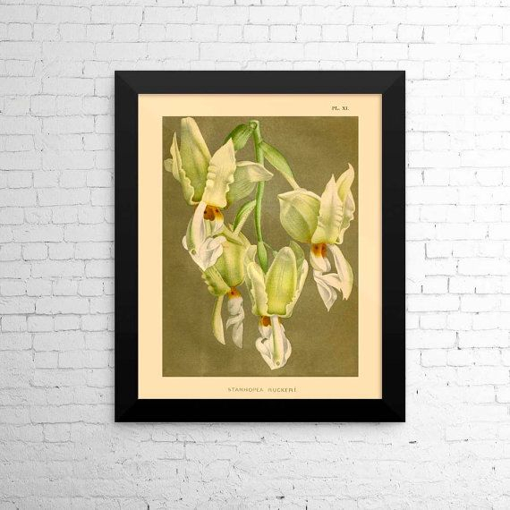 Botanical Print Orchid Stanhopea Reproduction Antique Floral Print 1894 inside Antique Botanical Prints Reproductions