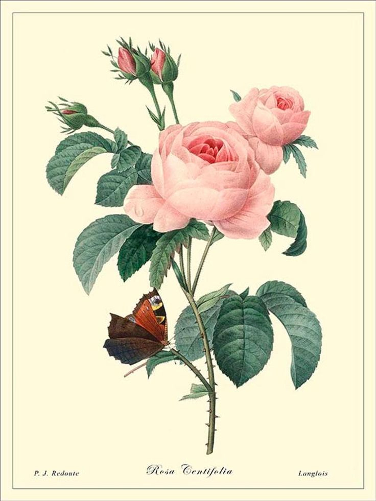 Botanical Print Redoute Rose Antique Print Reproduction | Etsy for Antique Botanical Prints Reproductions