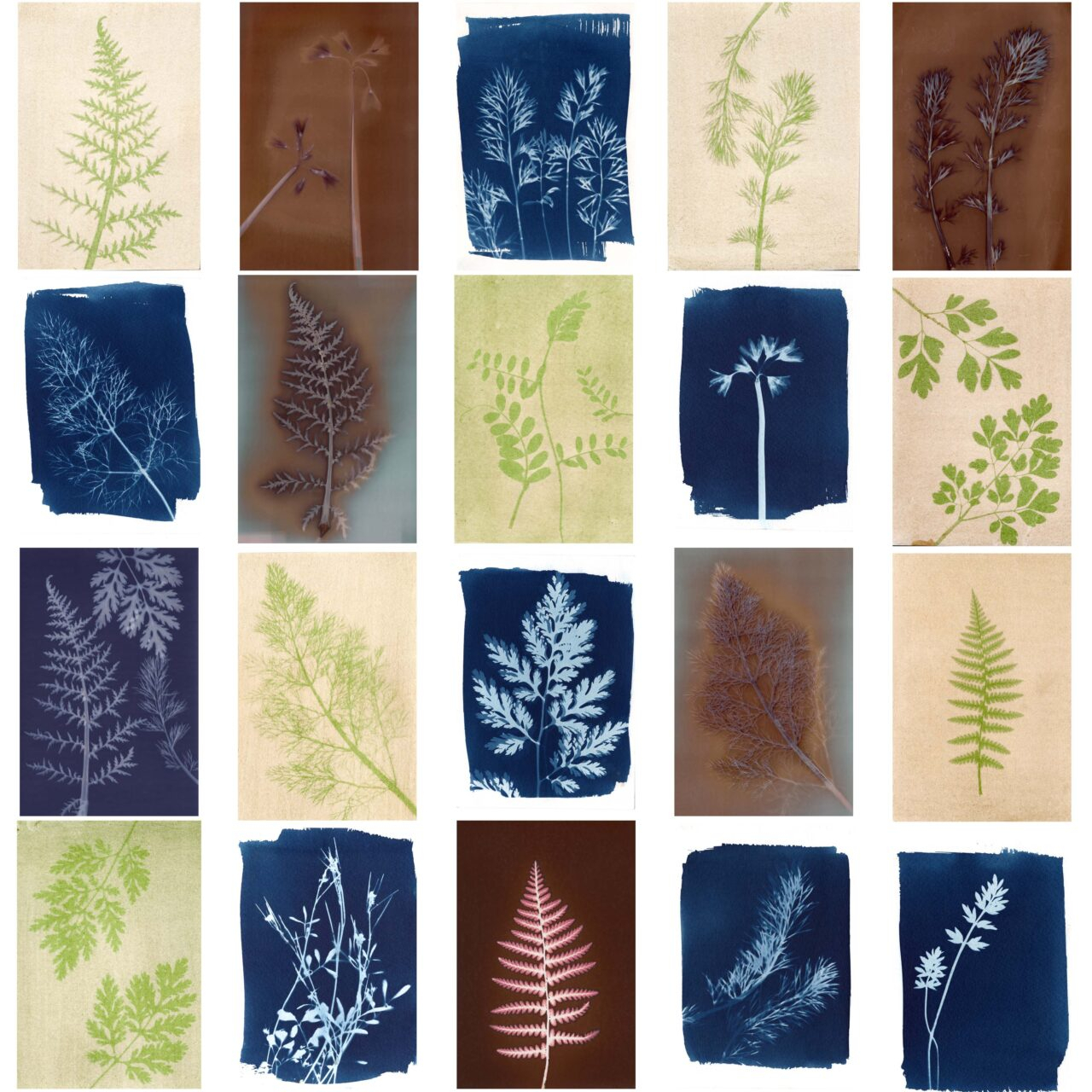 Botanical Printing With Alternative Photographic Processes With Lisa Lavery for How To Make Botnicalprinting