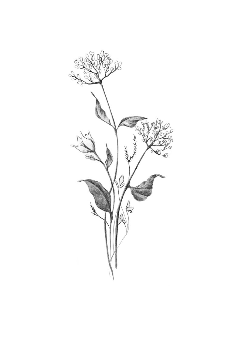 Botanical Spring Flower Bouquet Modern Minimal Drawing Of | Etsy pertaining to Botanical And White Flower