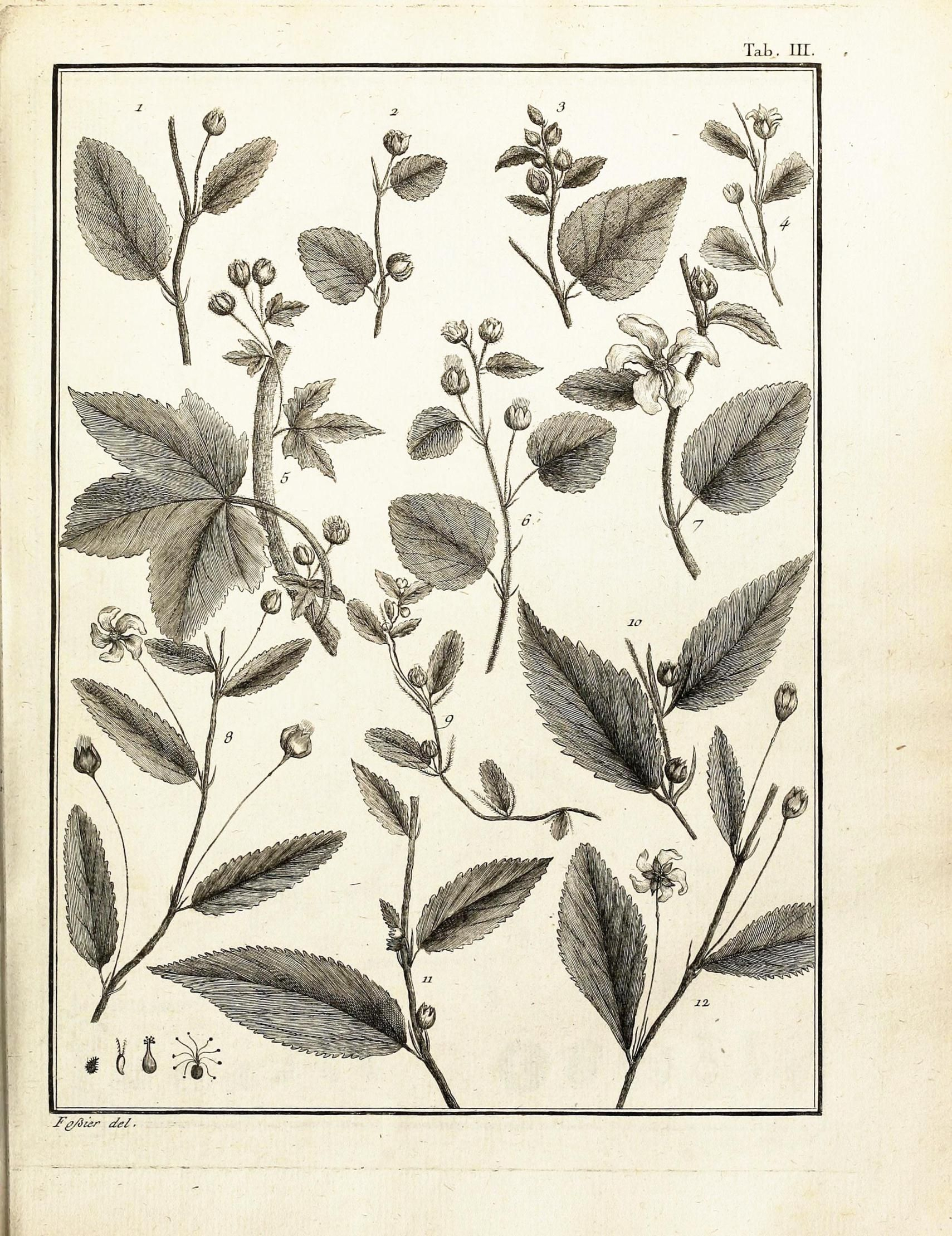 Botanicalblackandwhiteeducationalplateleafclassifications3 intended for High Quality Botanical Prints