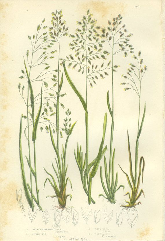 Bulbous Meadow Grass, Alpine, Wavy, Reproduction Antique Botanical pertaining to Antique Botanical Prints Reproductions