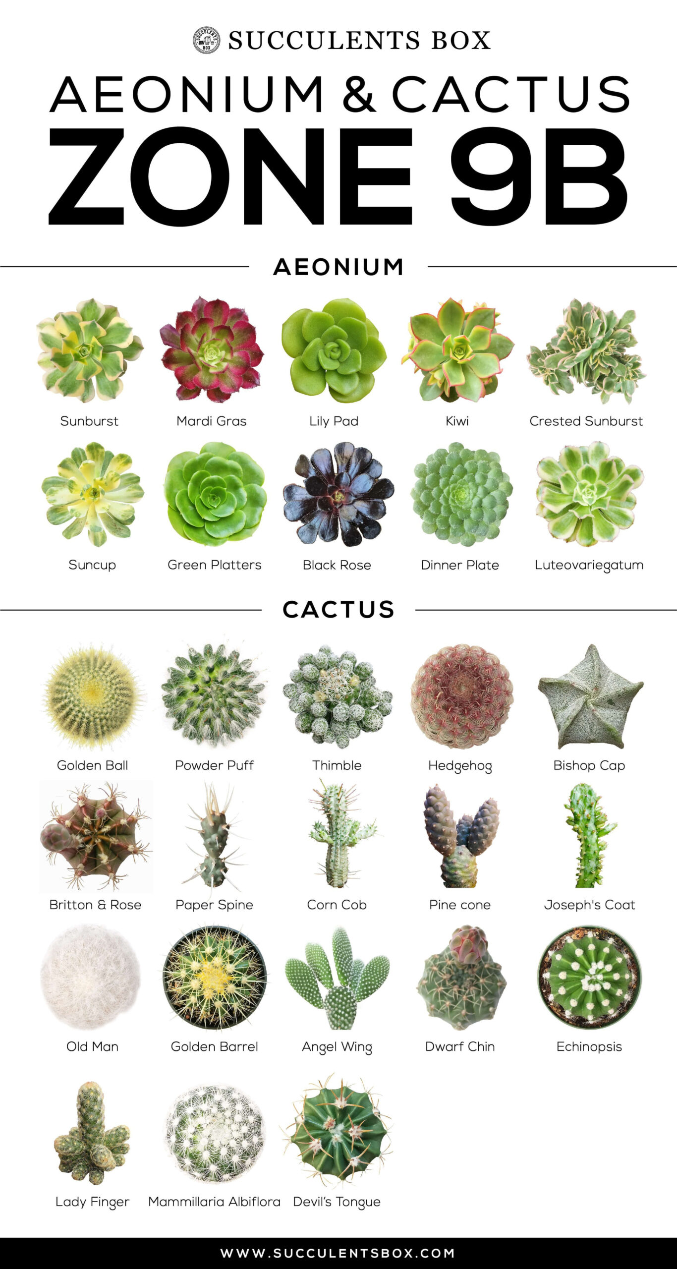 Cactus And Succulents Names pertaining to Flowers And Their Botanical Names