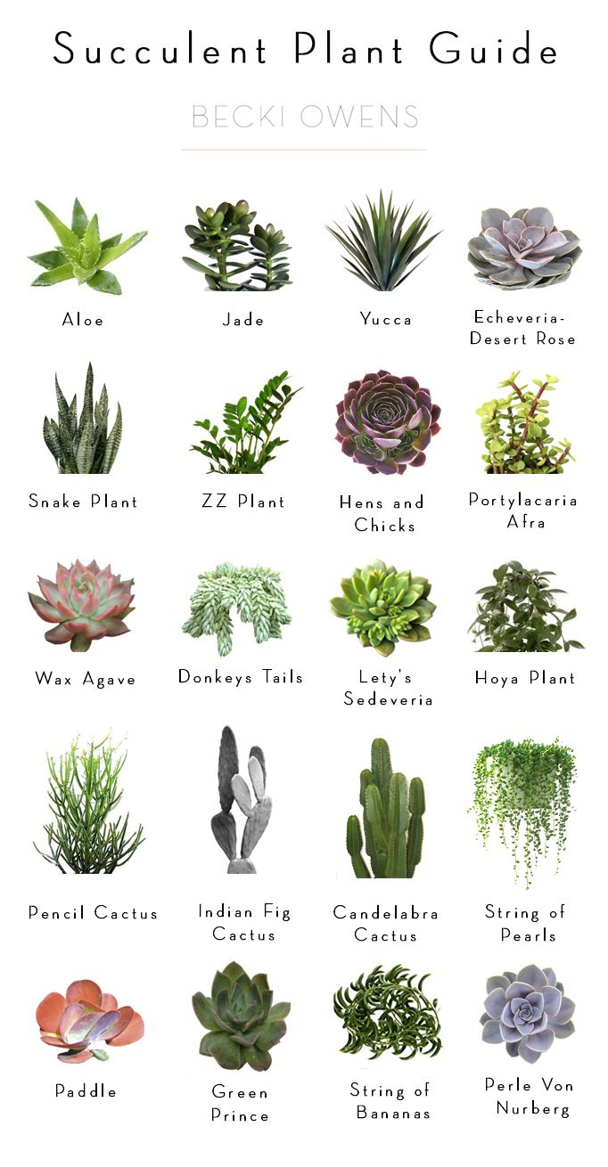 Cactus And Succulents Names regarding Flowers And Their Botanical Names