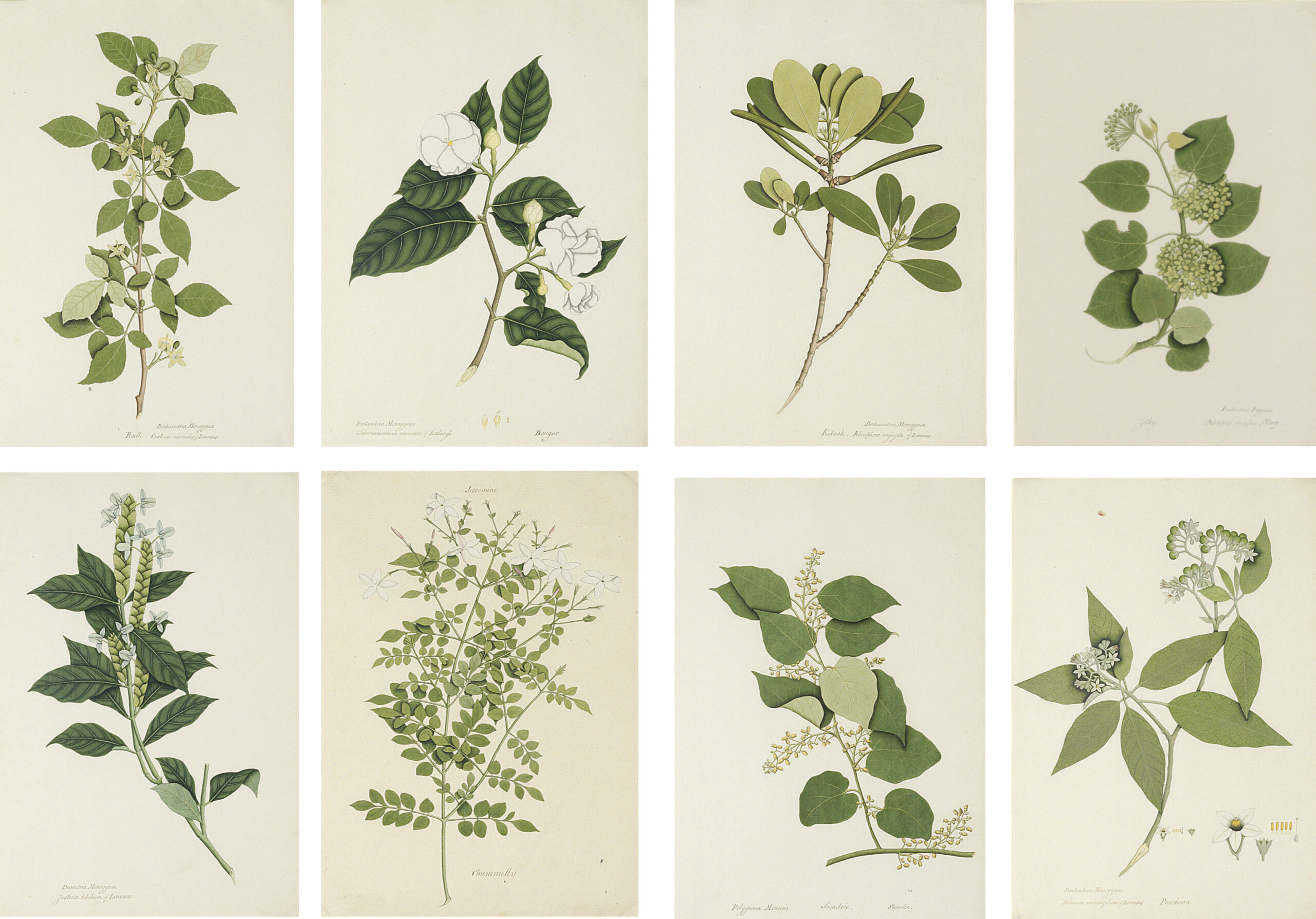 Calcutta School, Circa 18001805 , Eight Botanical Studies Including throughout Joseph Banks Botanical Drawings