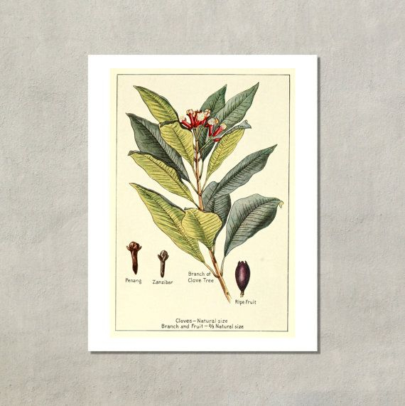 Clove Tree Botanical Print, 1915  8.5X11 Reproduction Antique Print for Antique Botanical Prints Reproductions