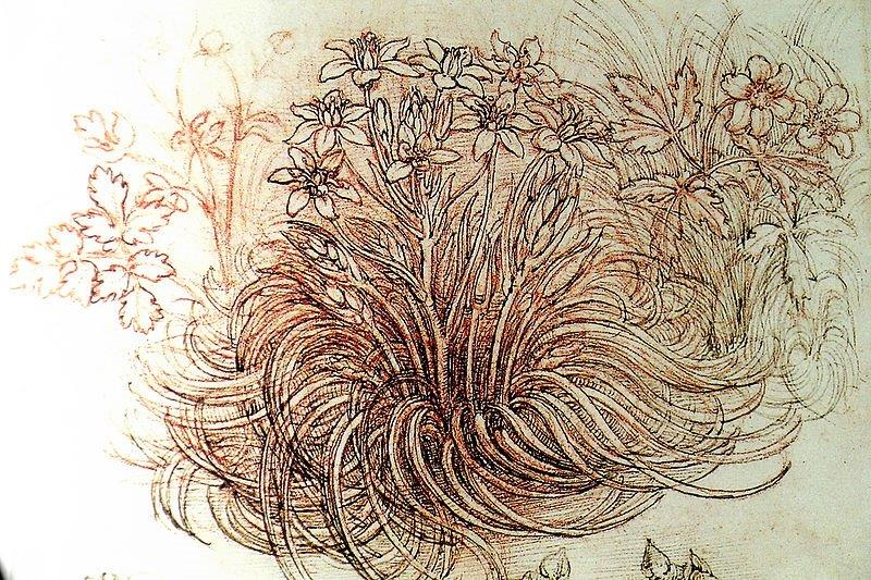 Créer… « Plumes D&#039;Anges with Da Vinci Botanical Drawings