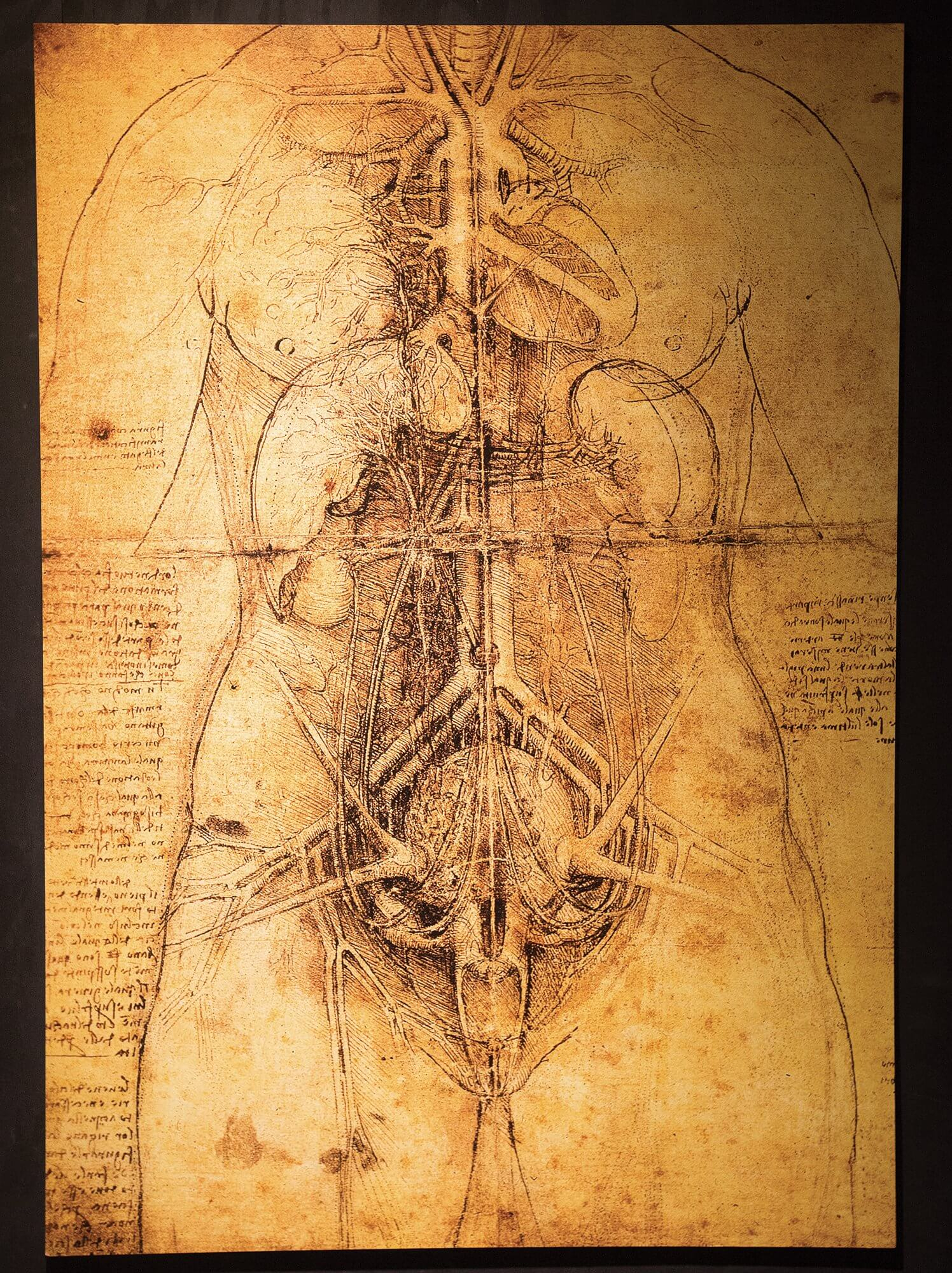 Curated: The Many Wonders Of Leonardo Da Vinci Tmc News regarding Leonardo Da Vinci Drawings