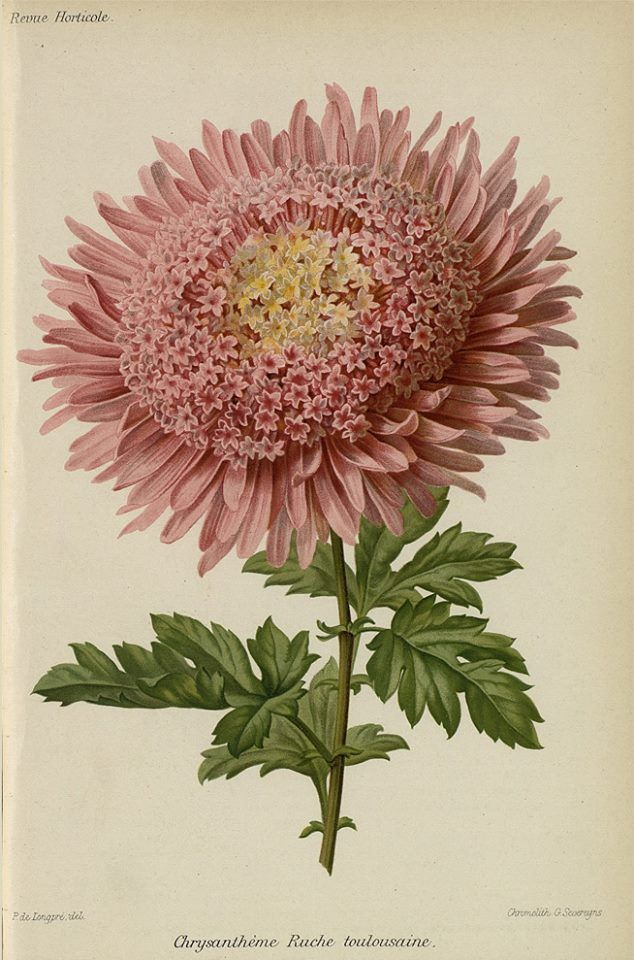 Хризантема | Flower Clipart, Botanical Illustration, Chrysanthemum intended for Diploma In Botanical Illustration