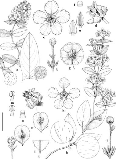 Dahlia Botanical Drawing Google Search | Dessin intended for Botanical Line Drawing Pdf