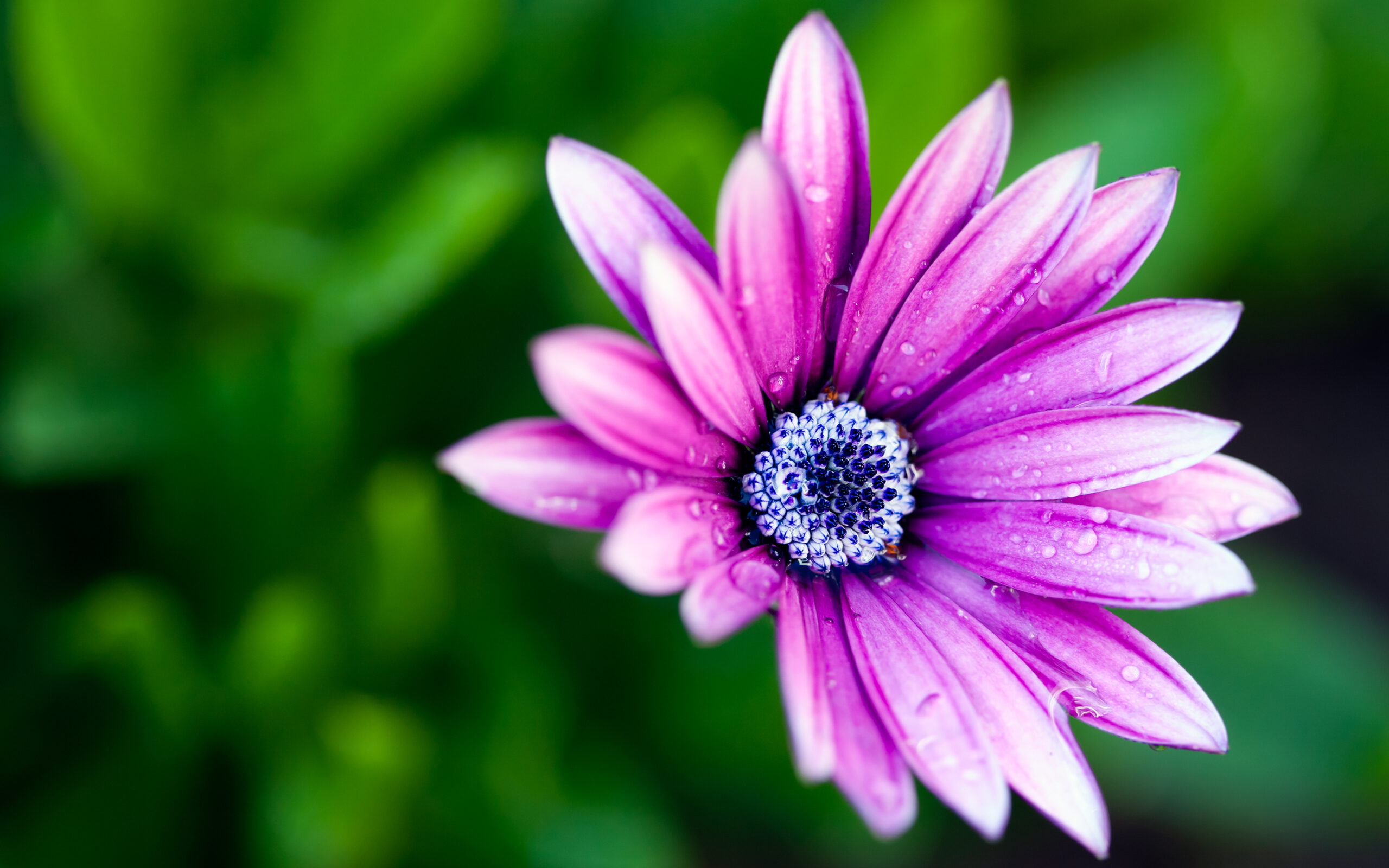 Daisy Wallpaper High Quality | Pixelstalk in High Resolution Botanical Flowers