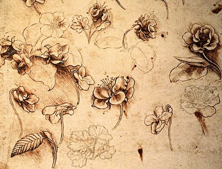 Davinci&#039;S Flowers | Art, Nature Sketch, Original Abstract Painting inside Da Vinci Botanical Drawings