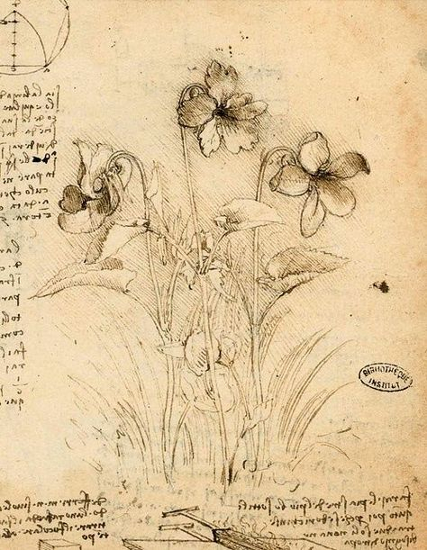 Da+Vinci+Violet+Drawing (500×645) | Art, Leonardo Da Vinci, Drawings in Da Vinci Botanical Drawings