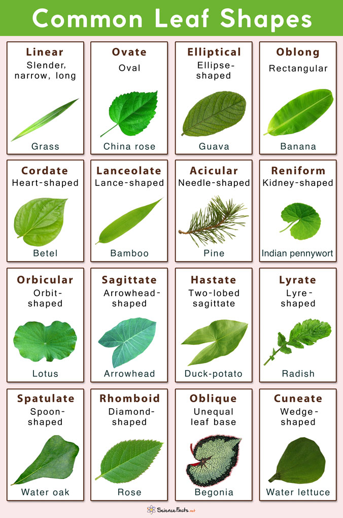 Different Types Of Leaves With Names And Pictures In 2021 | Insect with Flowers And Their Botanical Names