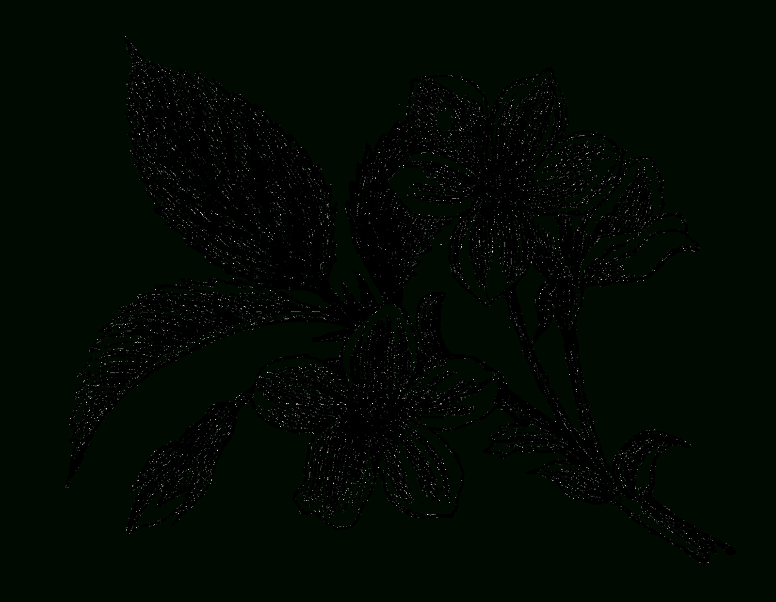 Digital Stamp Design: Antique Flower Artwork Drawing Digital Wildflower throughout Botanical And White Flower