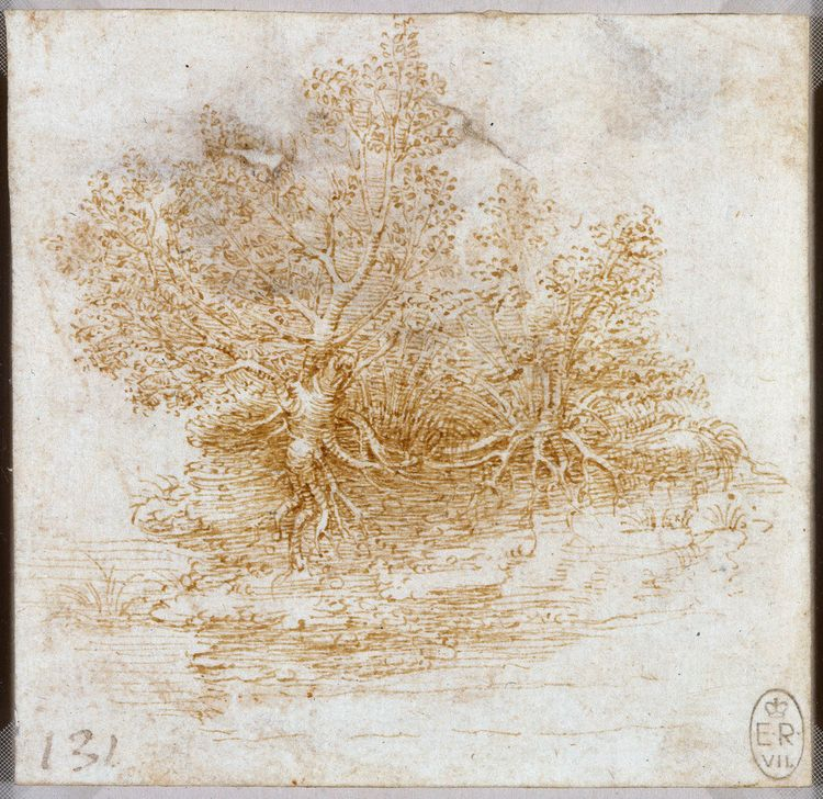 Drawing: Plants | Da Vinci Drawings, Sepia Artwork, Drawings pertaining to Da Vinci Botanical Drawings
