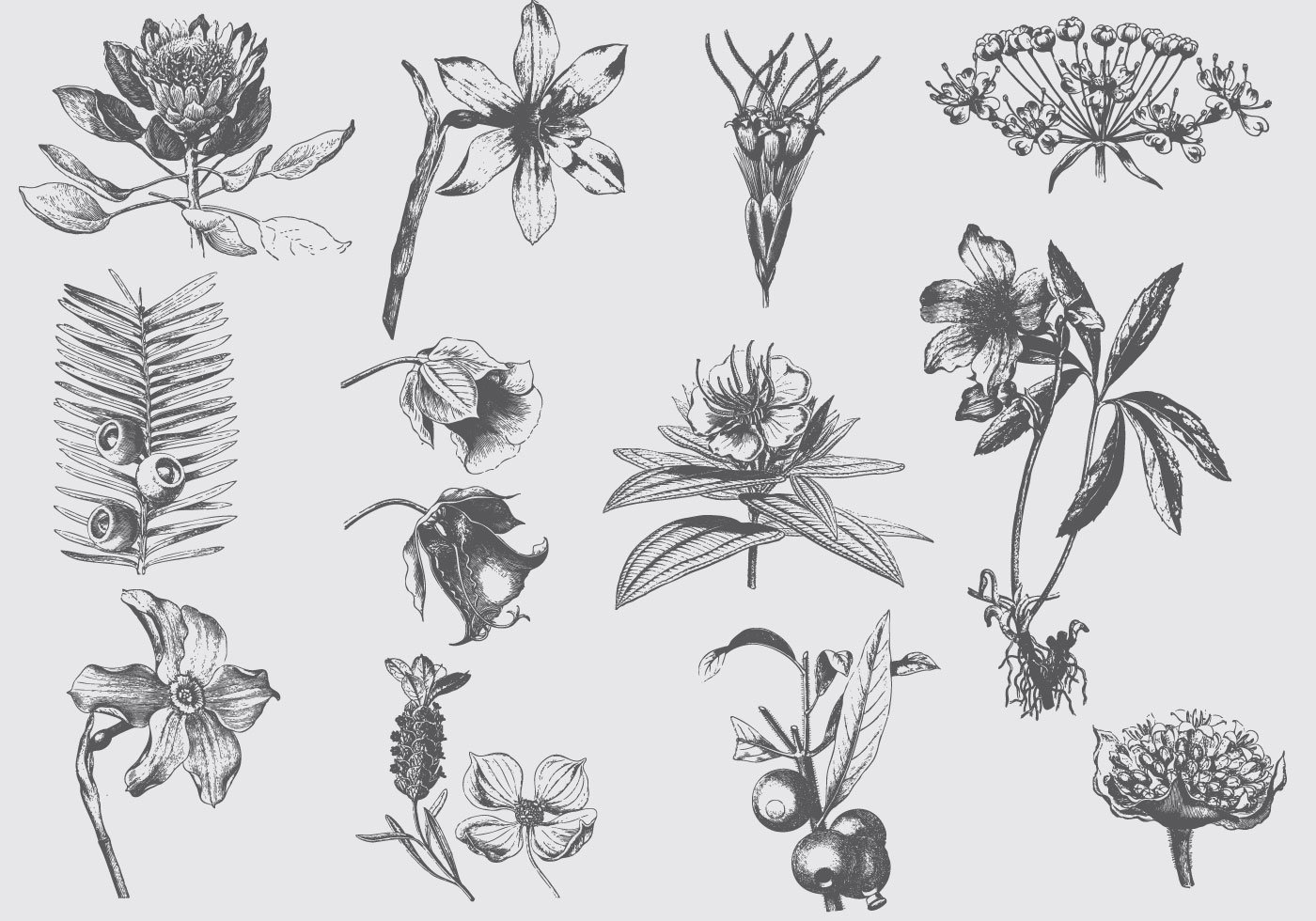 おしゃれな Botanical Flower Illustration Vector 矢じり pertaining to Botanical And White Flower