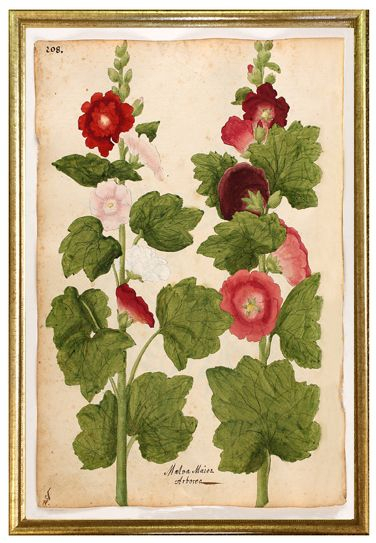 Early Antique Hollyhocks Botanical Print In 2020 | Botanical Prints with Antique Botanical Prints Reproductions