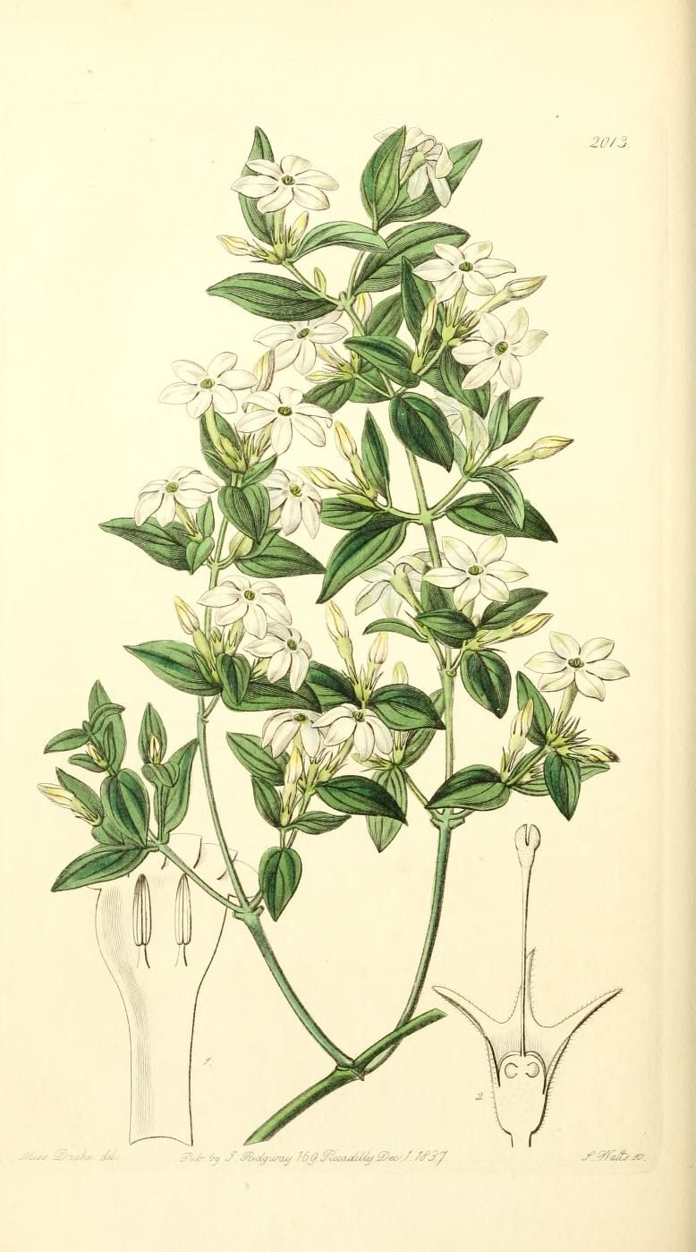 Edwards&#039; Botanical Register, Or, Ornamental Flowergarden And Shrubbery intended for Jasmine Ryan Botanical Artwork