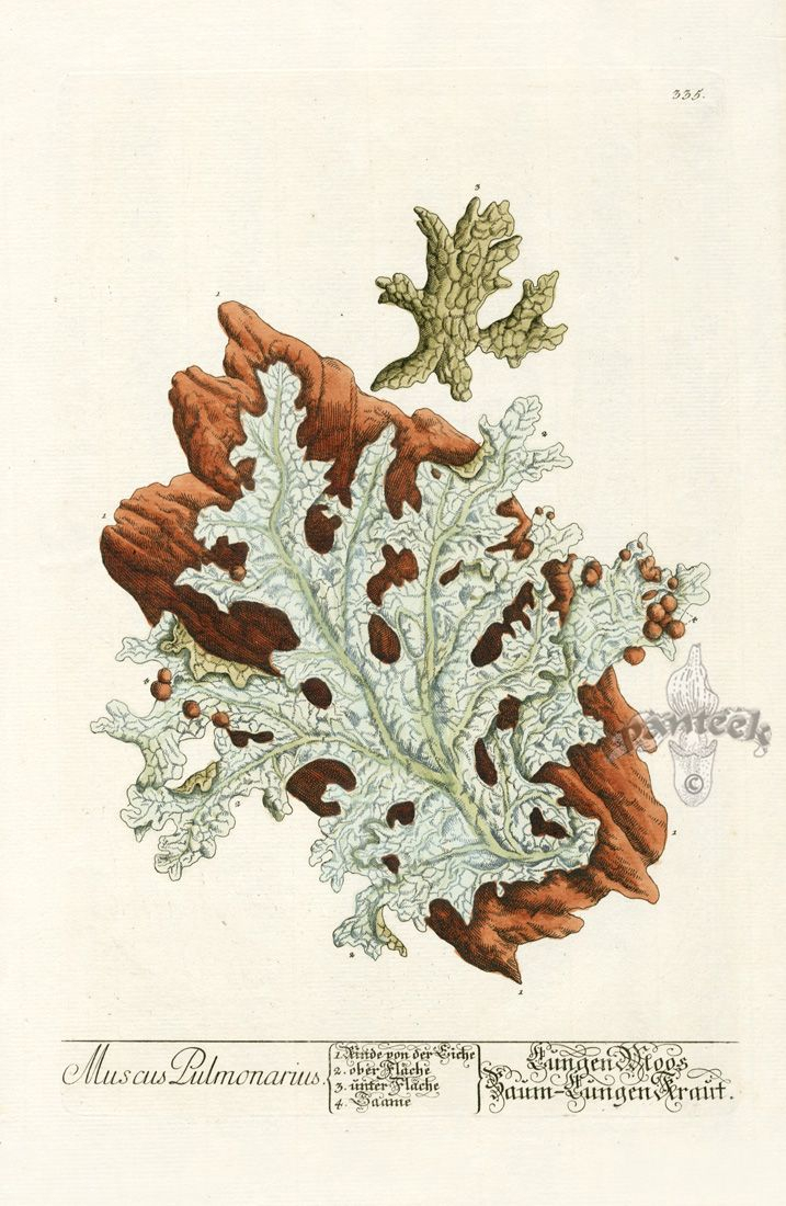 Elizabeth Blackwell Curious Herbal Prints 1757 | Botanical Drawings regarding Diploma In Botanical Illustration