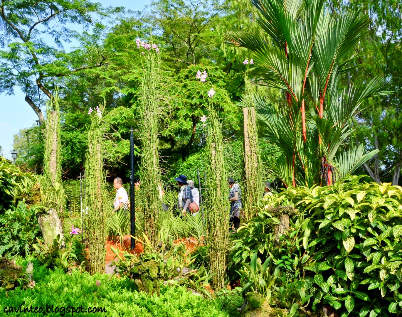 Entree Kibbles: National Orchid Garden  Definitely For Orchid Fans with Florist Singapore Botanical Garden