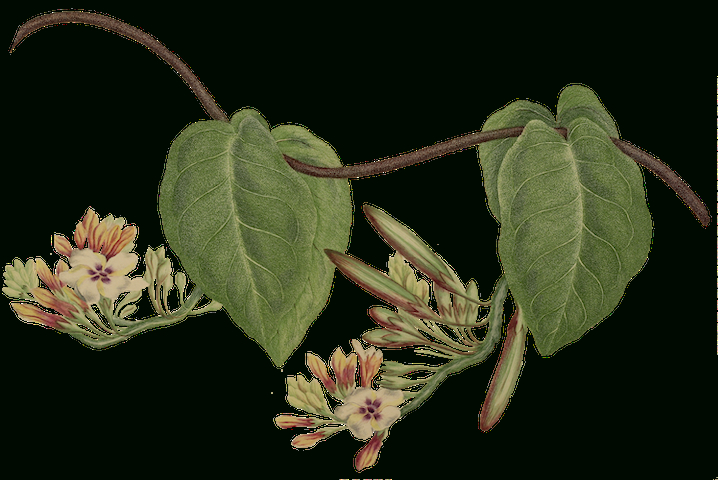 Exhibition Joseph Banks: A Lincolnshire Botanist In Australia · Type for Joseph Banks Botanical Drawings