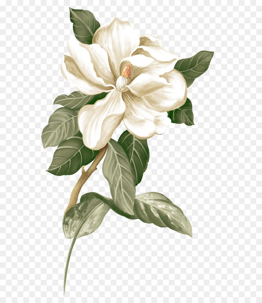 Flower Jasmine Botanical Illustration  Gardenia,Small Fresh,Creative with Jasmine Ryan Botanical Artwork