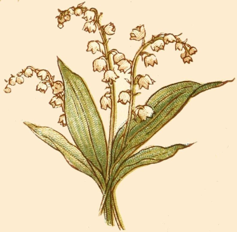Flower Language The Secret Language Of Flowers &amp; Plants | Flower in Lily Of The Valley Botanical Drawing