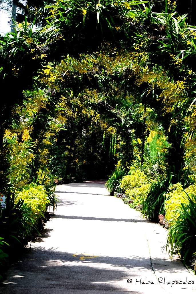Flower Passage | Singapore Botanic Garden | Chuayingjiajennifer | Flickr in Florist Singapore Botanical Garden