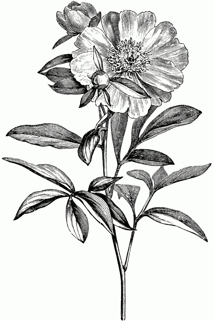 Flowering Branch Of Paeonia Albiflora | Clipart Etc with regard to Botanical And White Flower