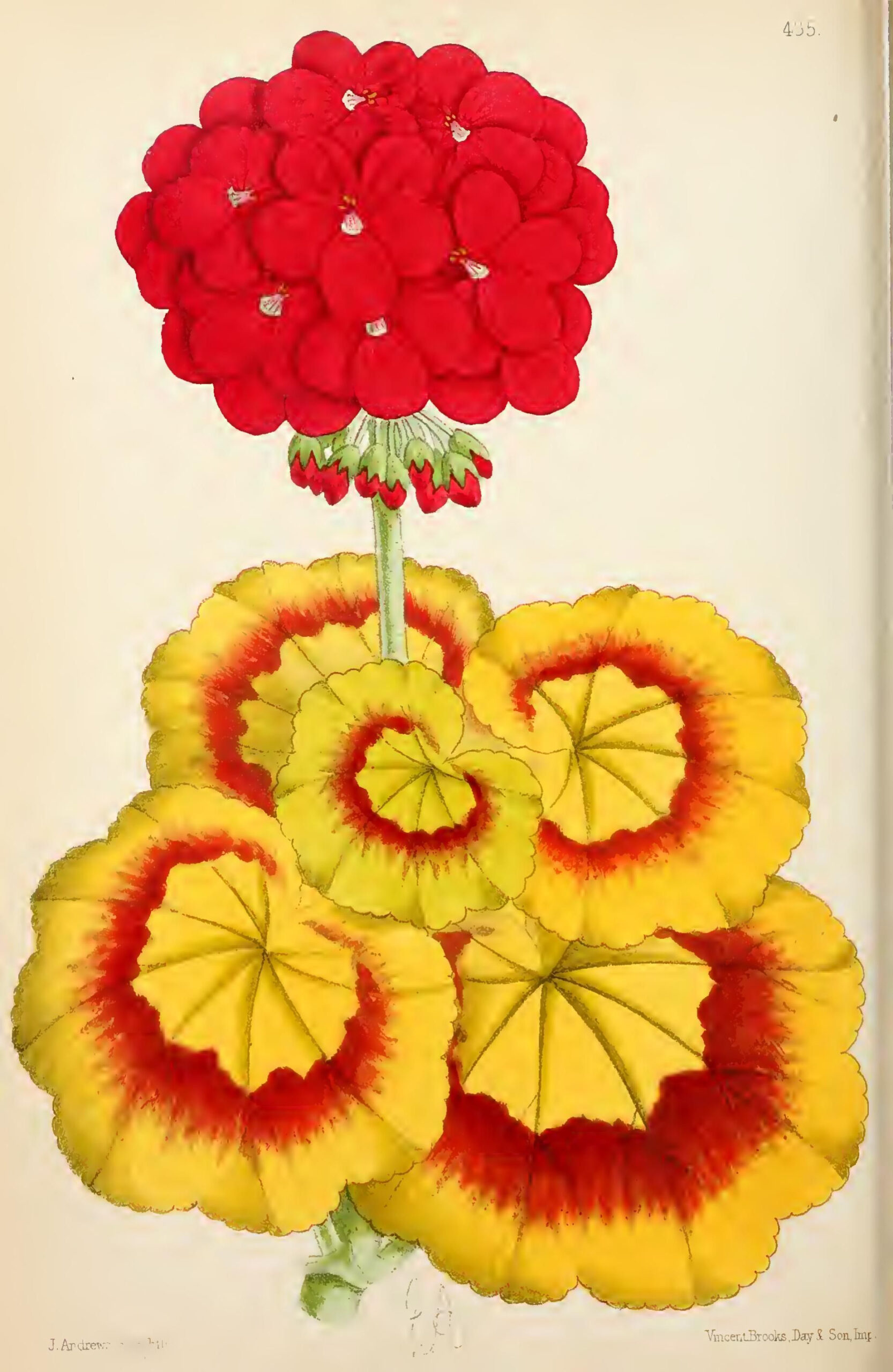 #Flowers #Plants #Botany #Vintage #Retro #Paintings #Drawings #Books # regarding High Resolution Botanical Flowers
