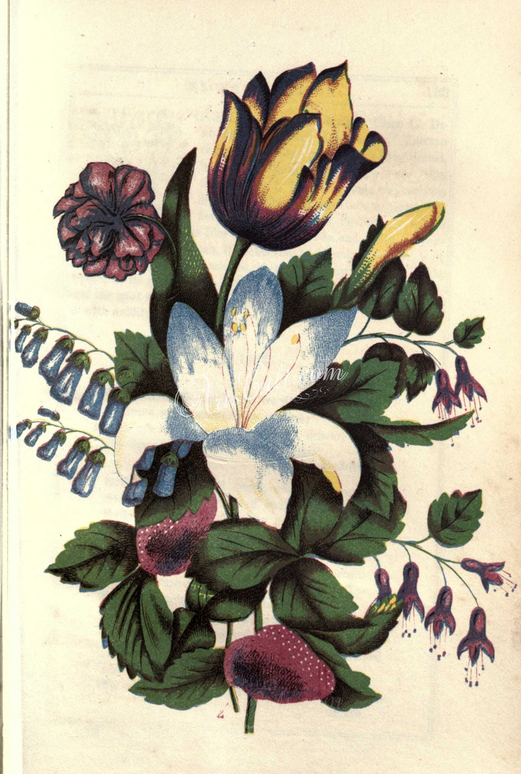 Flowers26322 Jasmine, Strawberry, Tulip Botanical Floral Botany within Jasmine Ryan Botanical Artwork
