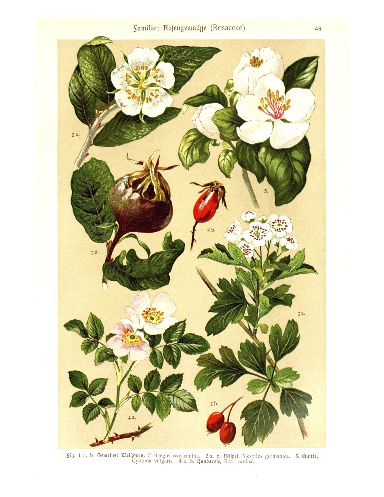 Flowers,Rose.floral,Art Print,German.antique Reproduction,Boho,Rosaceae with regard to Antique Botanical Prints Reproductions