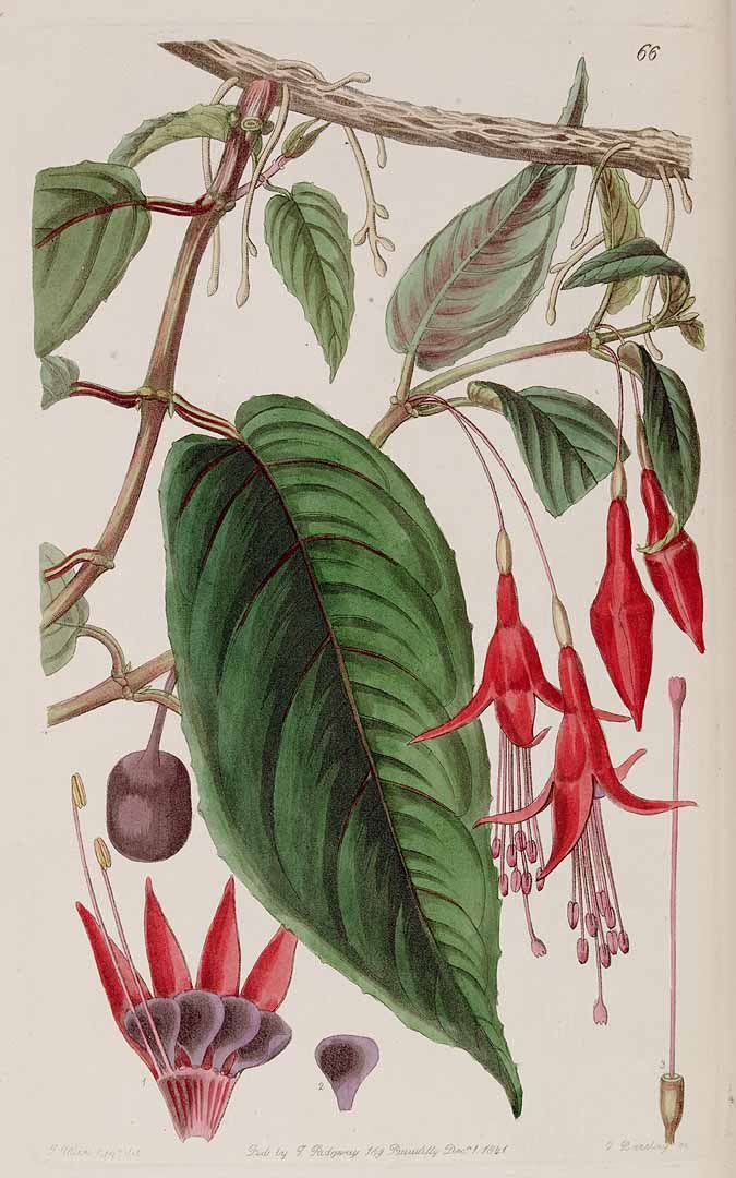 Fuchsia Regia Circa 1841 | Botanical Drawings, Botanical Illustration inside ▍《The Kew Book Of Botanical Illustration》