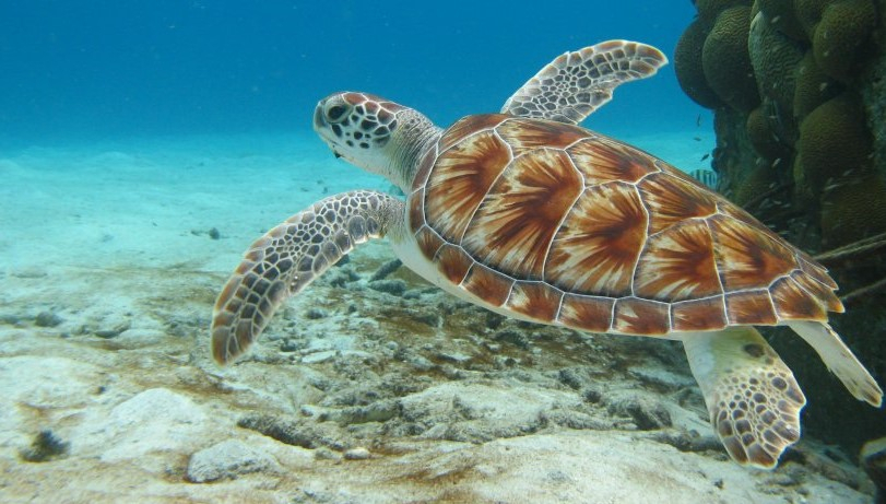 Funding Opportunity: Usfws Marine Turtle Conservation Fund Calls For Dc1 pertaining to Cayman Eco Beyond Cayman In Tanzania Locals And