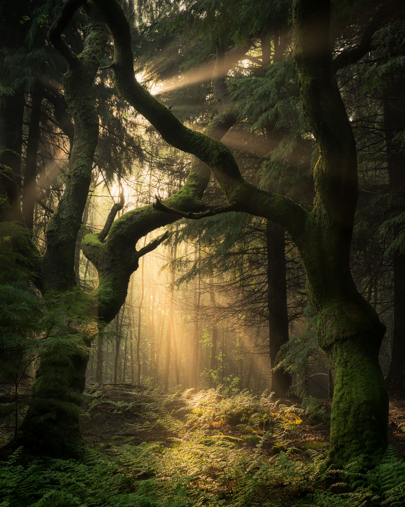 Guardians Of The Forest  Print By Simon Baxter Photography intended for North Wales Photography Workshops By Simon Kitchin Blog