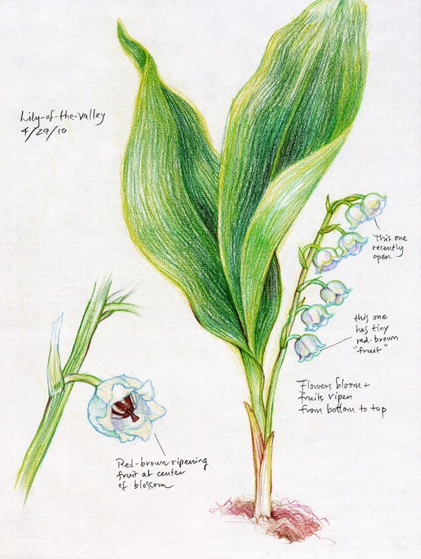 Happy May Day « Each Day Is A Celebration | Lily Of The Valley, Botany for Lily Of The Valley Botanical Drawing