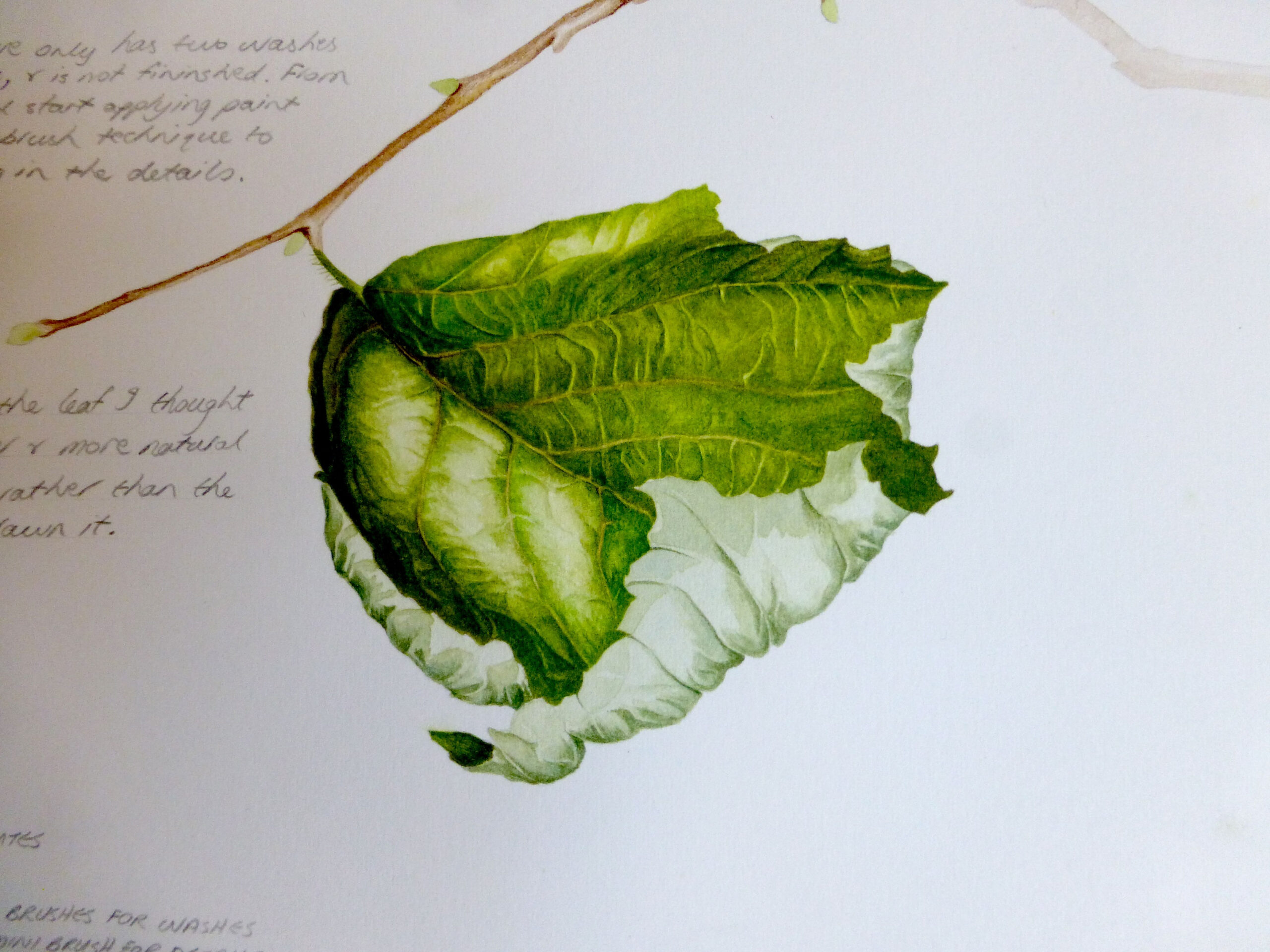 Hazel Leaf, Corylus Avellana, Watercolour By Jenny Haslimeier throughout Diploma In Botanical Illustration