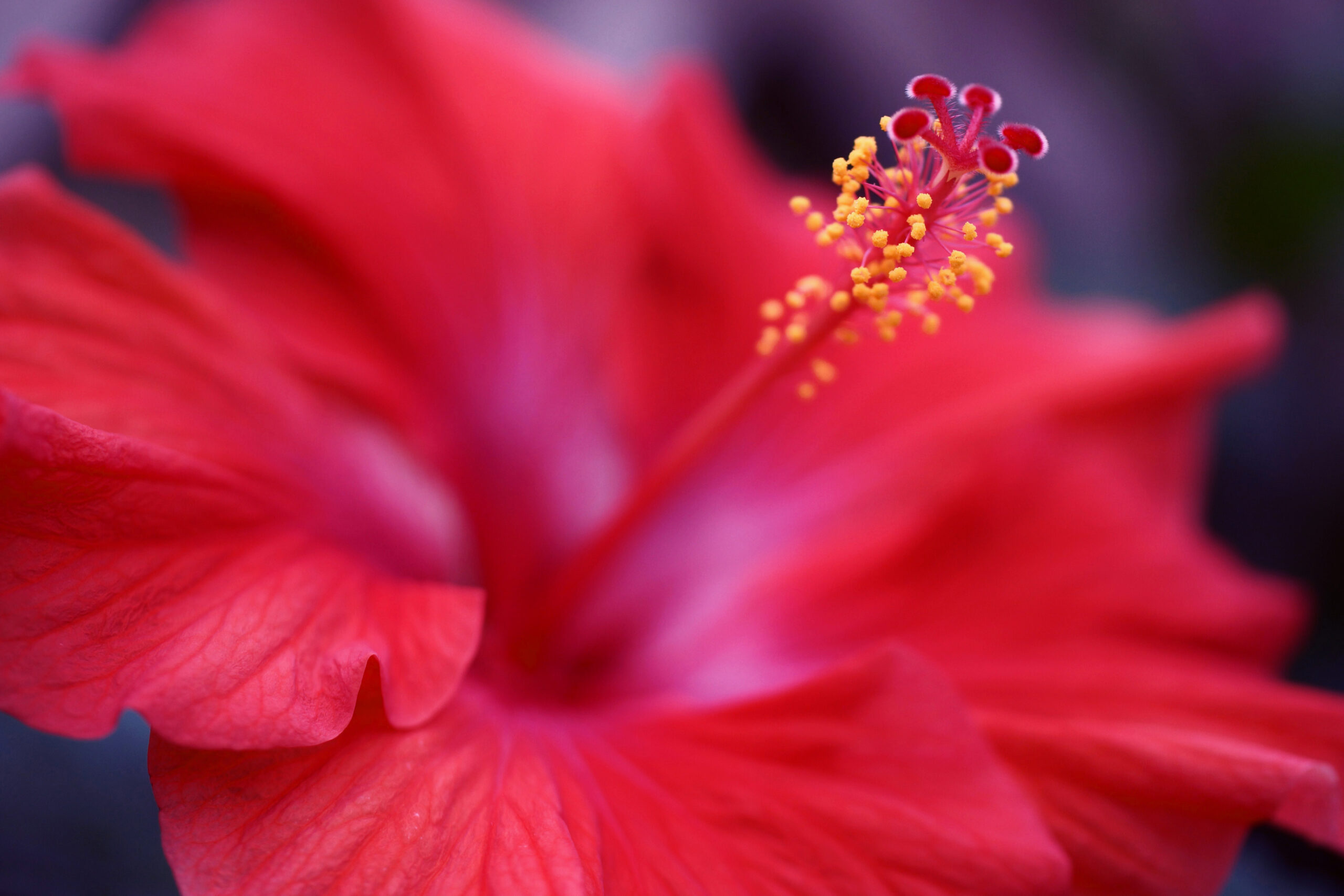 High Quality Image Of Flower, Desktop Wallpaper Of Hibiscus, Macro regarding High Resolution Botanical Flowers