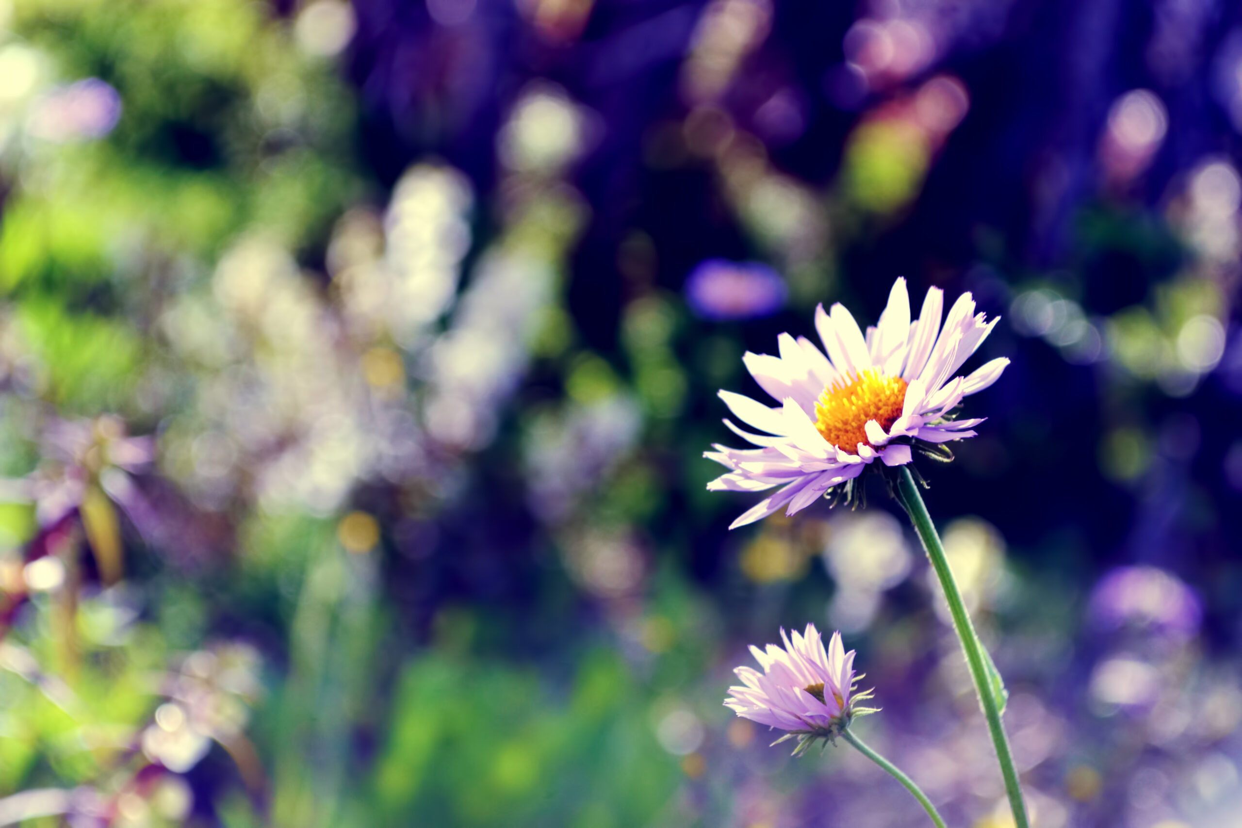 High Resolution Desktop Wallpaper Of Flower, Desktop Wallpaper Of Stem with regard to High Resolution Botanical Flowers