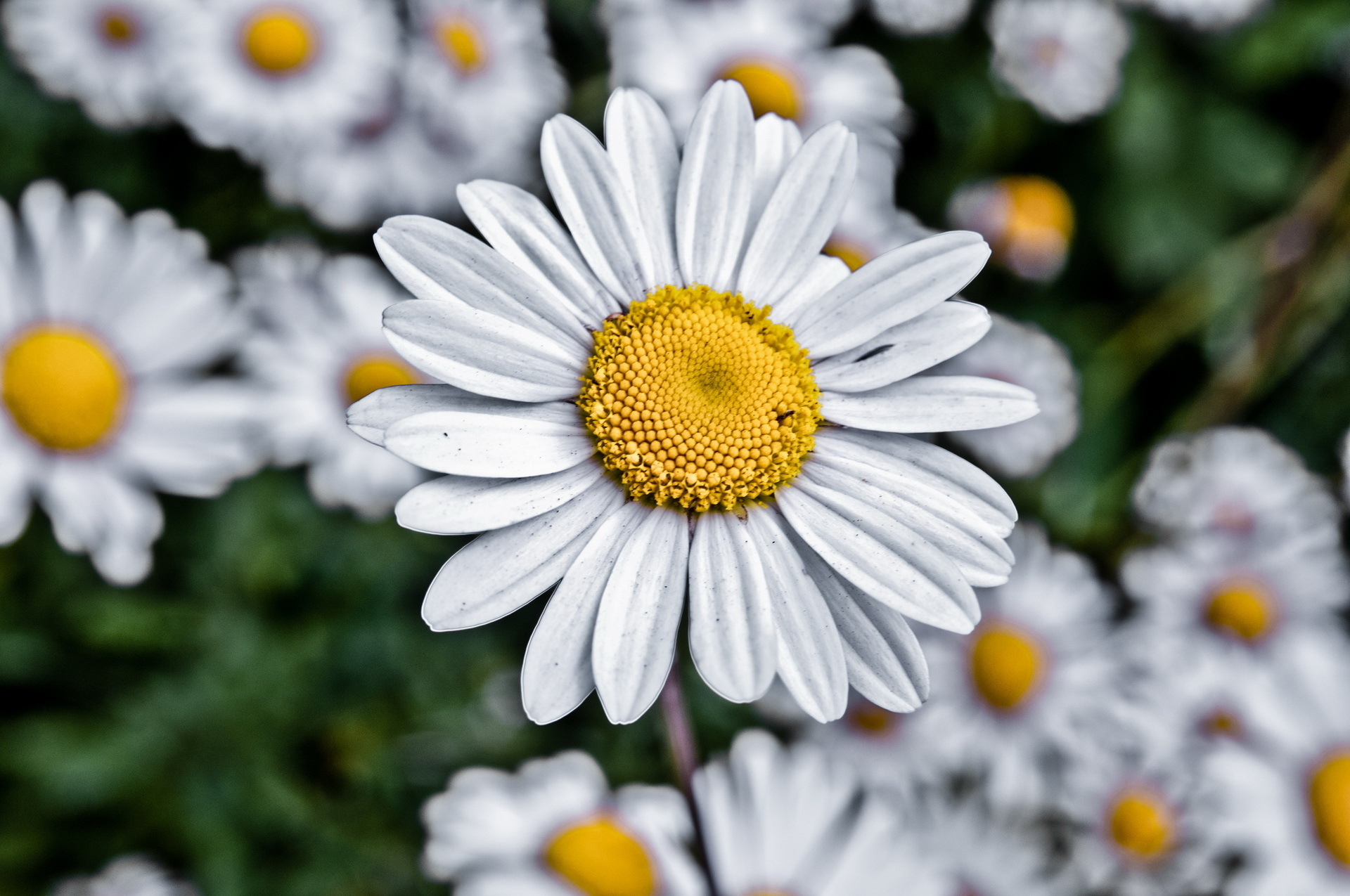 High Resolution Desktop Wallpaper Of Flowers, Picture Of Chamomile with regard to High Resolution Botanical Flowers