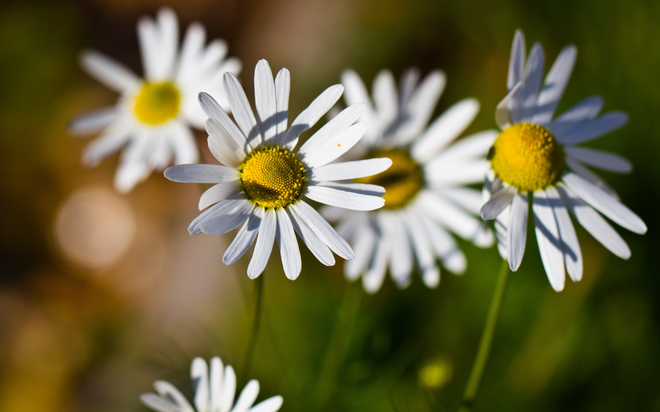 High Resolution Image Of Flowers, Desktop Wallpaper Of Chamomile within High Resolution Botanical Flowers