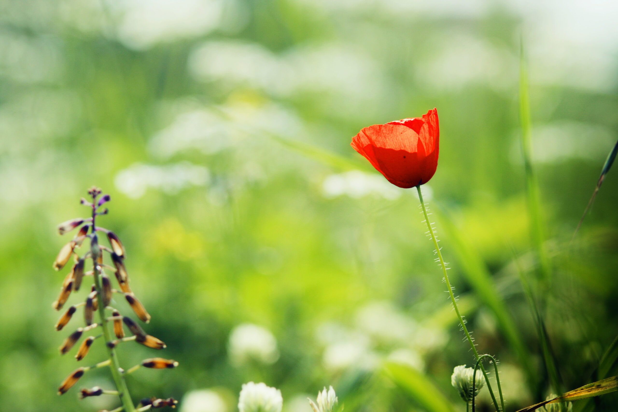 High Resolution Image Of Poppy Flower, Wallpaper Of Herbs, Green within High Resolution Botanical Flowers