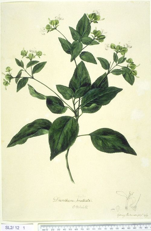 Historical Botanical Illustration Of The Day | Botanical Drawings regarding Joseph Banks Botanical Drawings