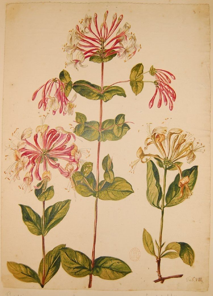 Honeysuckle 17231730 | Botanical Art, Scientific Illustration, Graphic intended for Diploma In Botanical Illustration