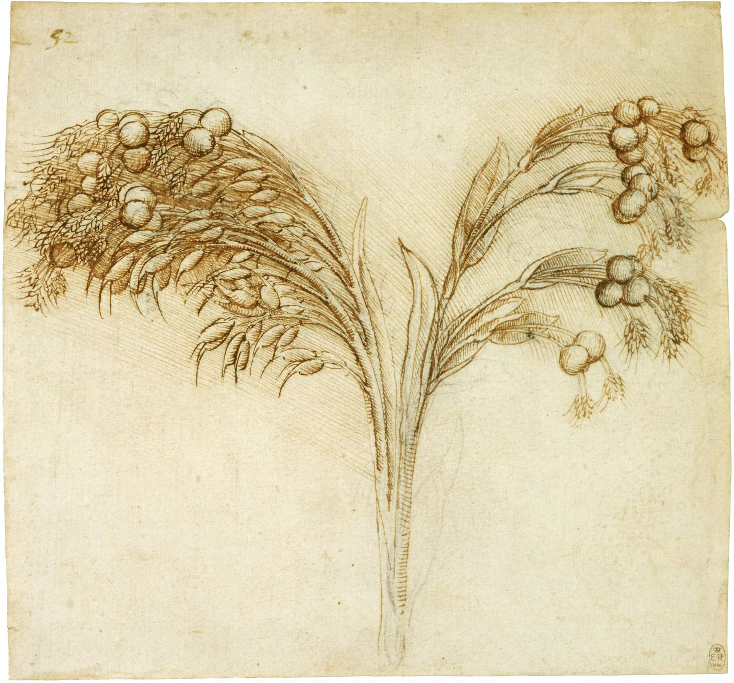 How The Garden Grew | 1843 Leonardo Da Vinci, &quot;Job&#039;S Tears (Coix intended for Da Vinci Botanical Drawings