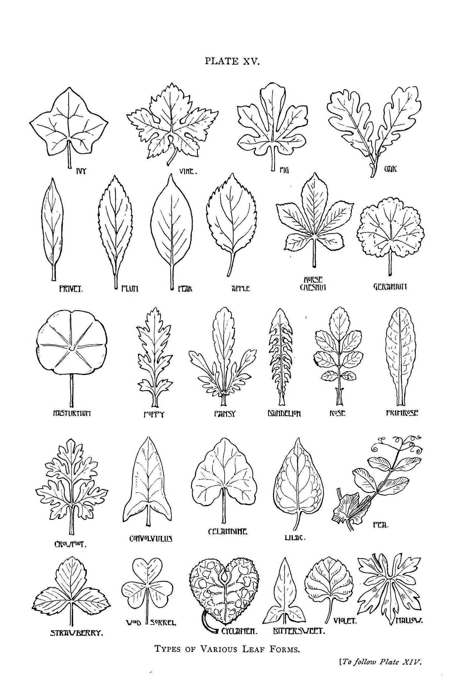 Http:vintageprintablewordpresswpcontentuploads201205 pertaining to Botanical Line Drawing Pdf