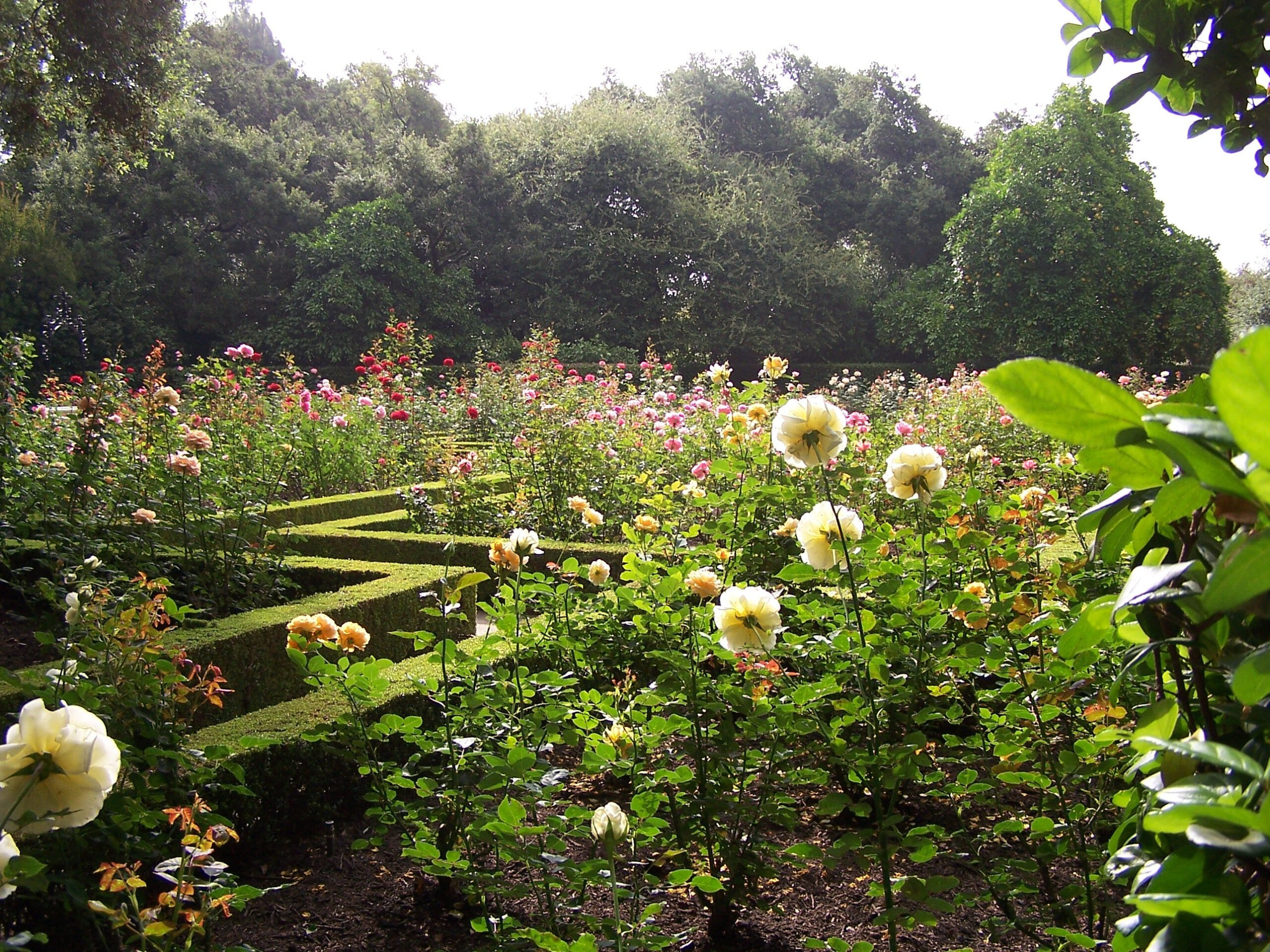 Huntington Botanical Gardens, Rose Garden. | Botanical Gardens, Rose within Pdf The Botanical Course Project Eden
