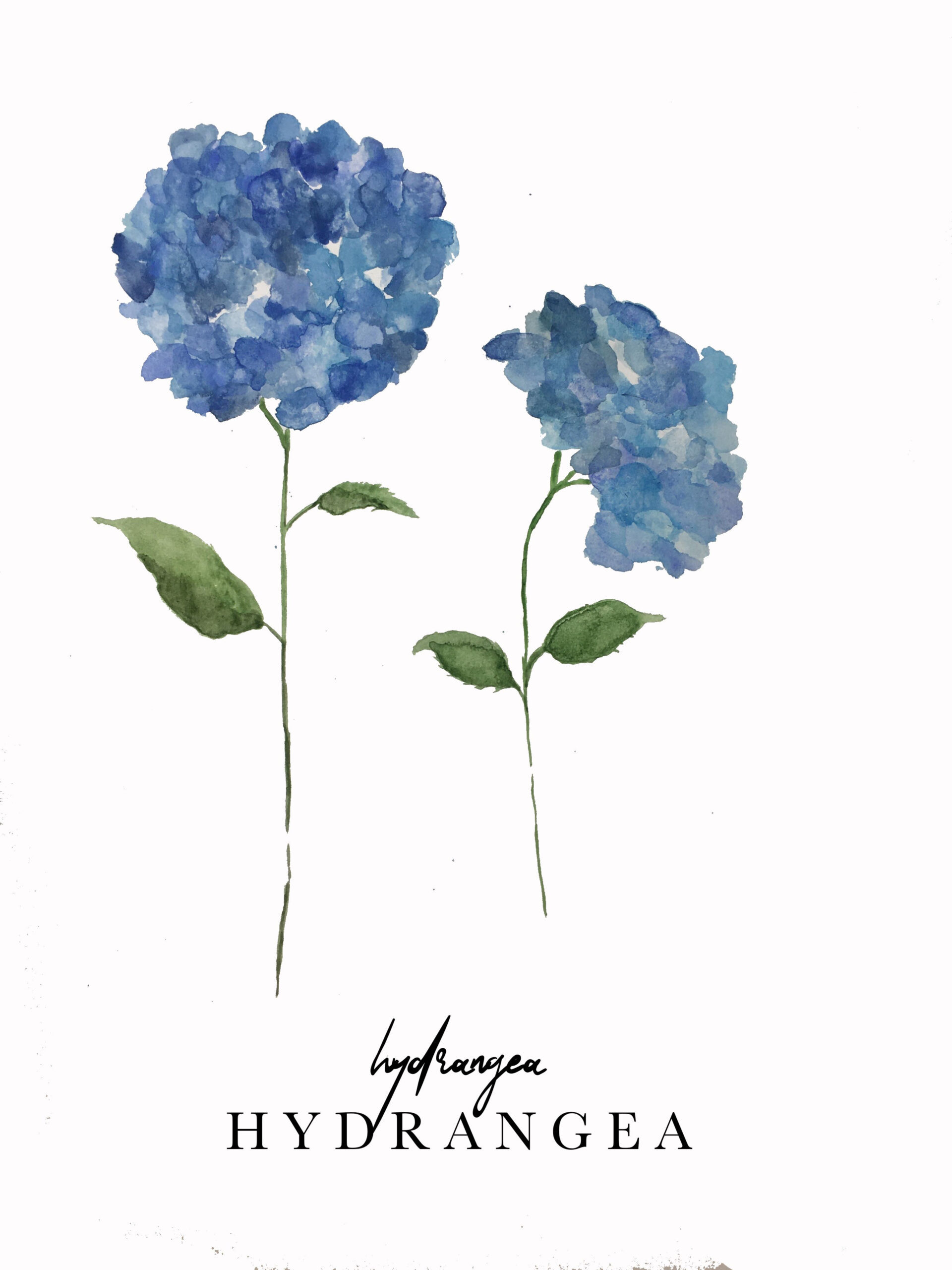 Hydrangea Botanical Print Blue Hydrangeas Watercolor Print | Etsy In with regard to High Quality Botanical Prints